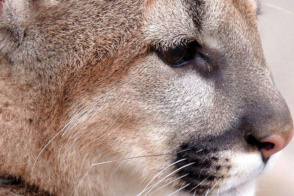 Hikers Encounter Docile Mountain Lion at Rotary Park