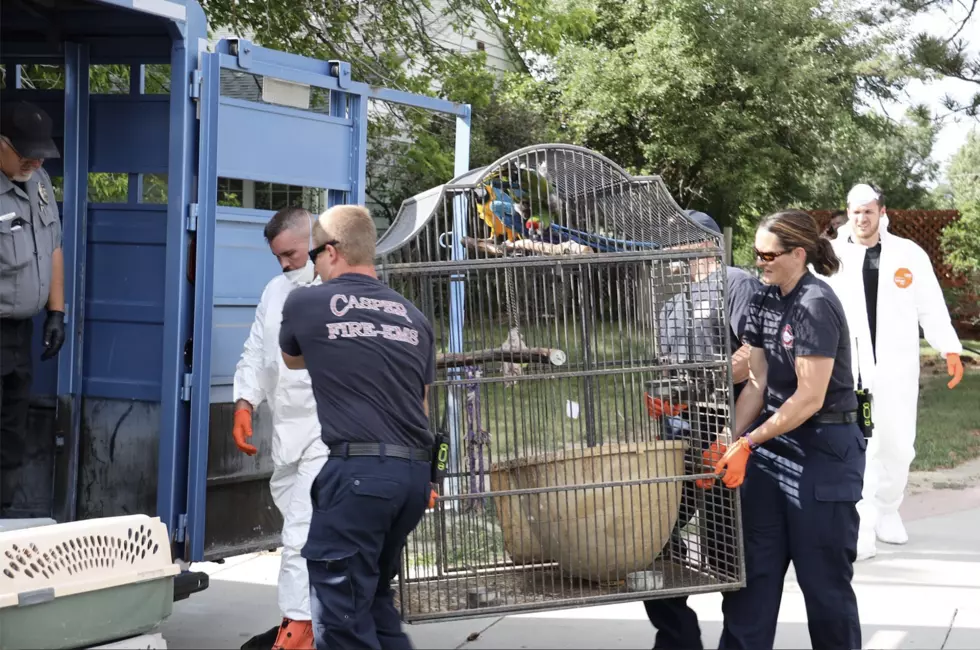 Exotic Birds Seized from Casper Home to be Transferred to Colorado Foundation