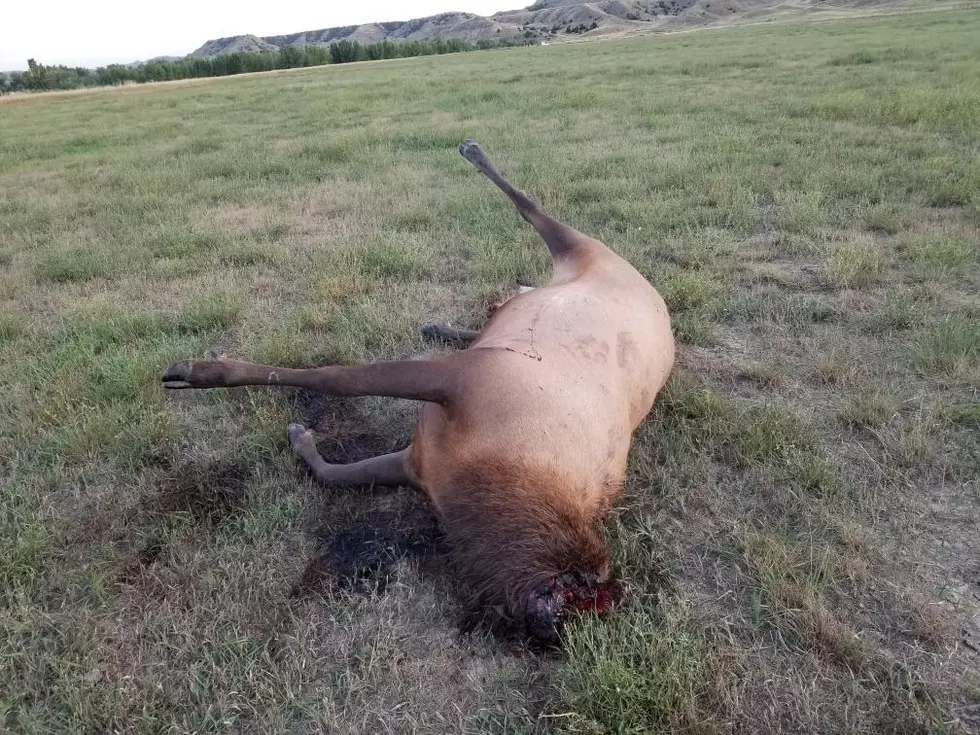 Game and Fish Investigating Bull Elk Left to Rot in Northern Wyo.