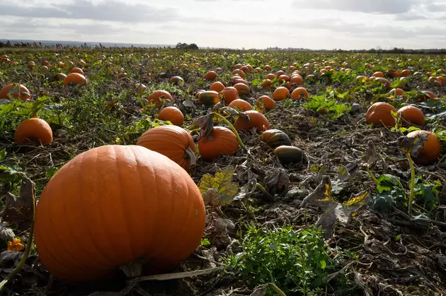 Wyoming Man Grows 1,491-Pound Pumpkin, Breaks State Record