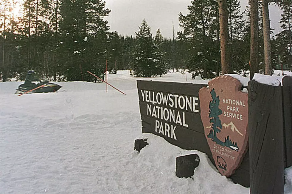 Invasive Smallmouth Bass Found Near Yellowstone, Could Endanger Local Wildlife