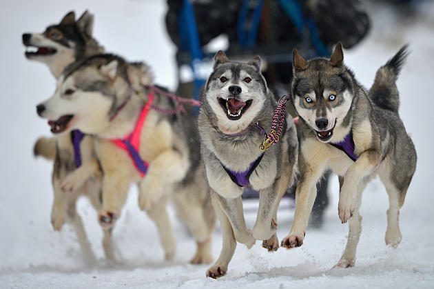 Colorado Dog Sled Guide Preparing for Wyoming&#8217;s Stage Stop