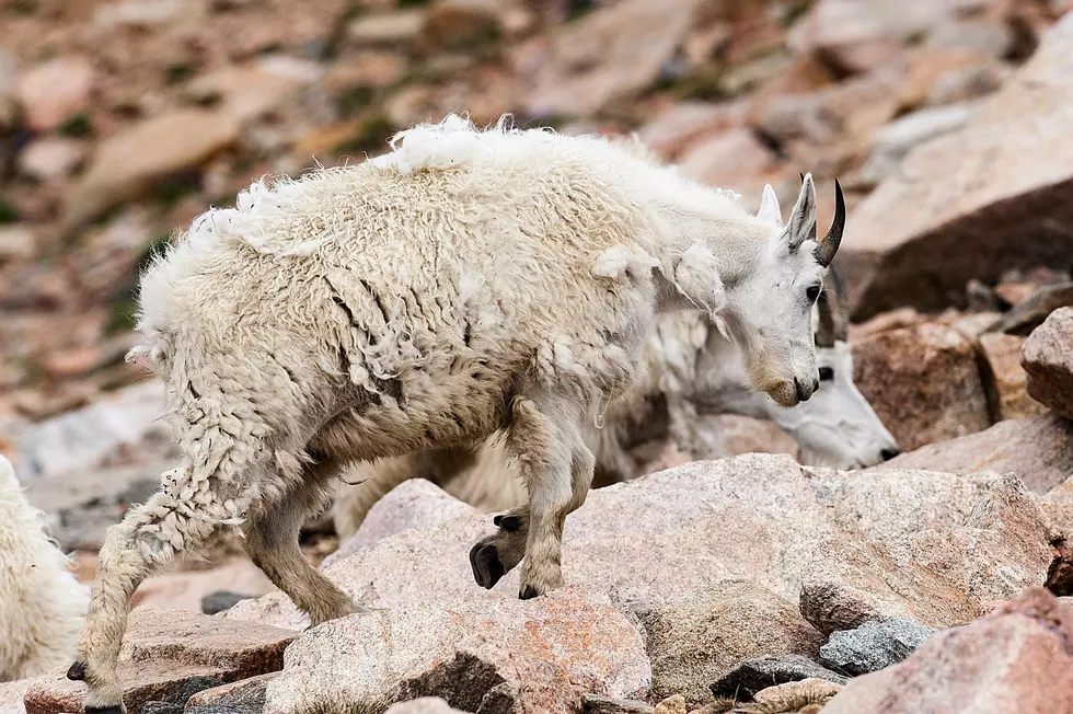 Teton Goat Shoot a Physical Challenge, but Success Reported