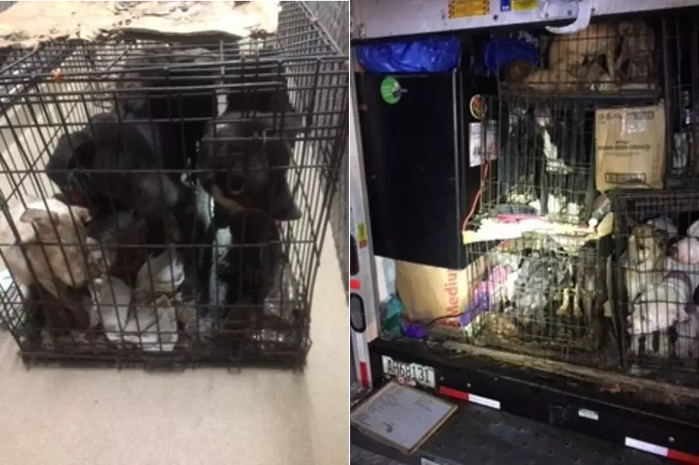 Rawlins Police Rescue 31 'Abused and Neglected' Dogs, Cats