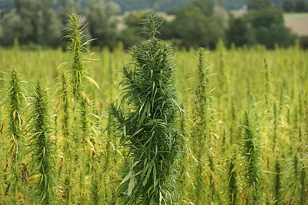 Wyoming Issues First Hemp Processing and Producing License
