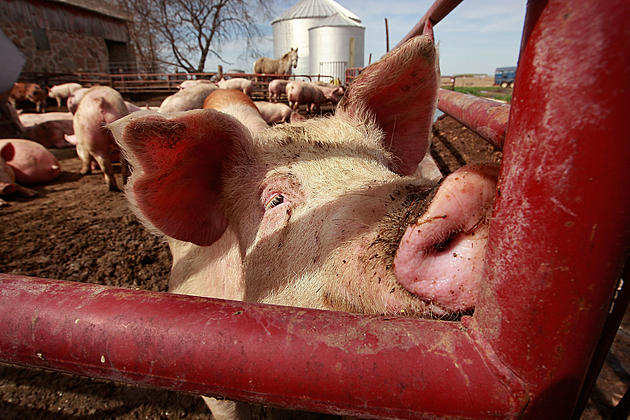 US Pork Farmers Panic as Virus Ruins Hopes for Great Year