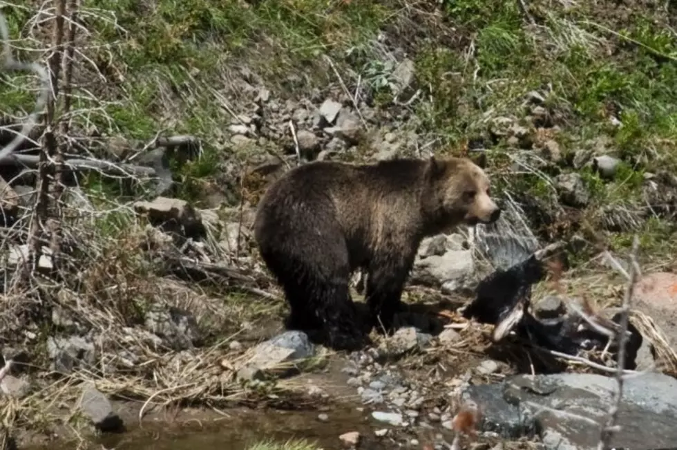 Wyoming Grizzly near Road Leads to Crowds &#8211; And a Problem
