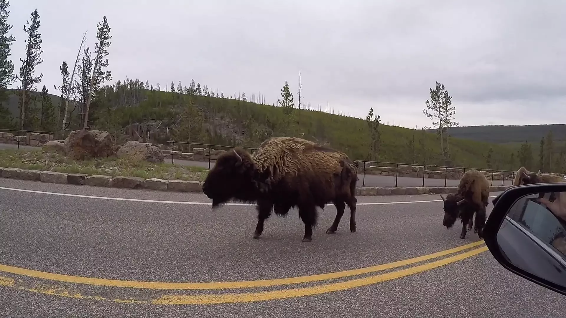 Yellowstone Park Reports First Human-Bison Encounter of 2020