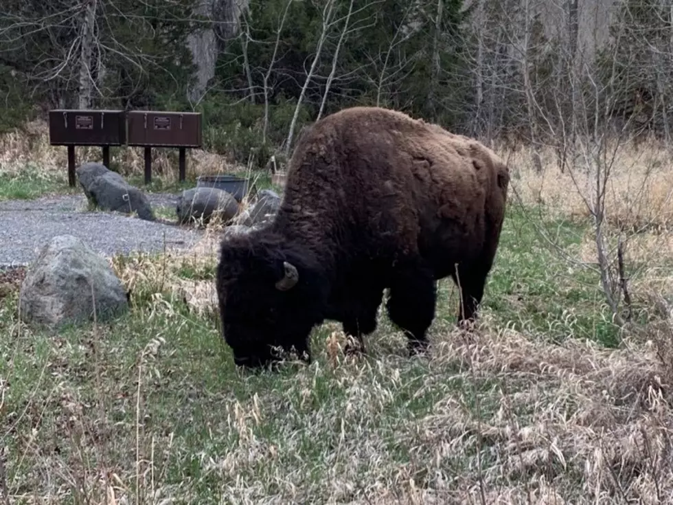 Documents Detail Push to Manage Yellowstone Bison as Cattle