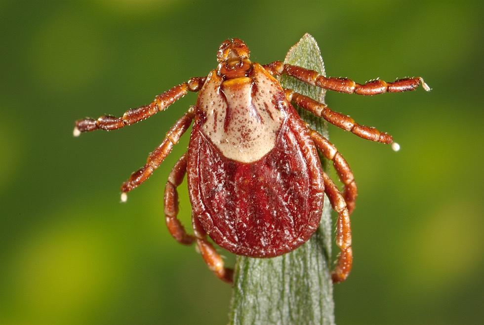 Wyoming Department of Health Reports Five Cases of Colorado Tick Fever