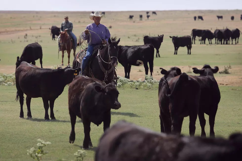 Tradition Endures With Western Wyoming Cattle Drive