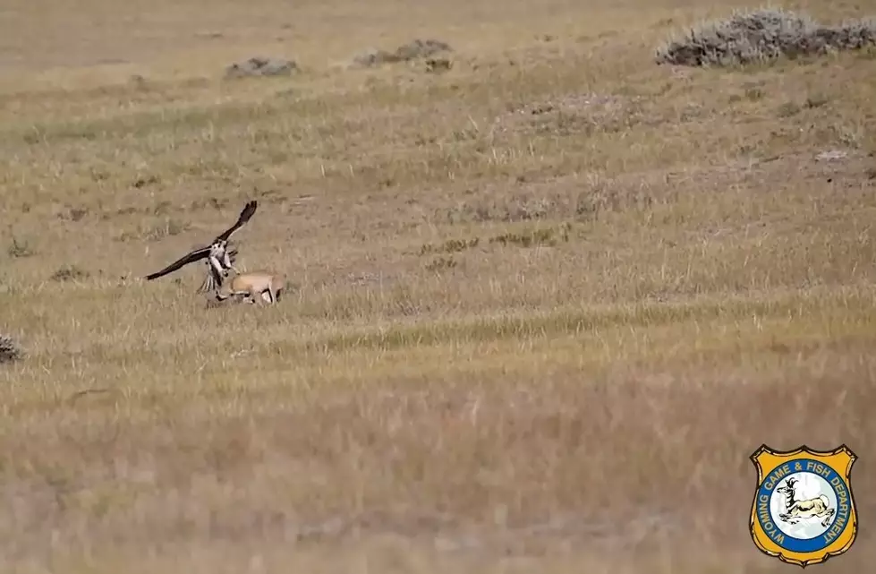 WATCH: Fox Refuses to Become Falcon&#8217;s Meal Near Medicine Bow