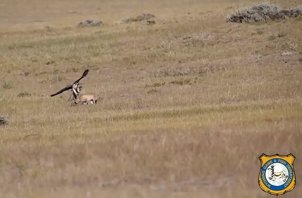 WATCH: Wyoming Fox Refuses to Become Falcon’s Meal