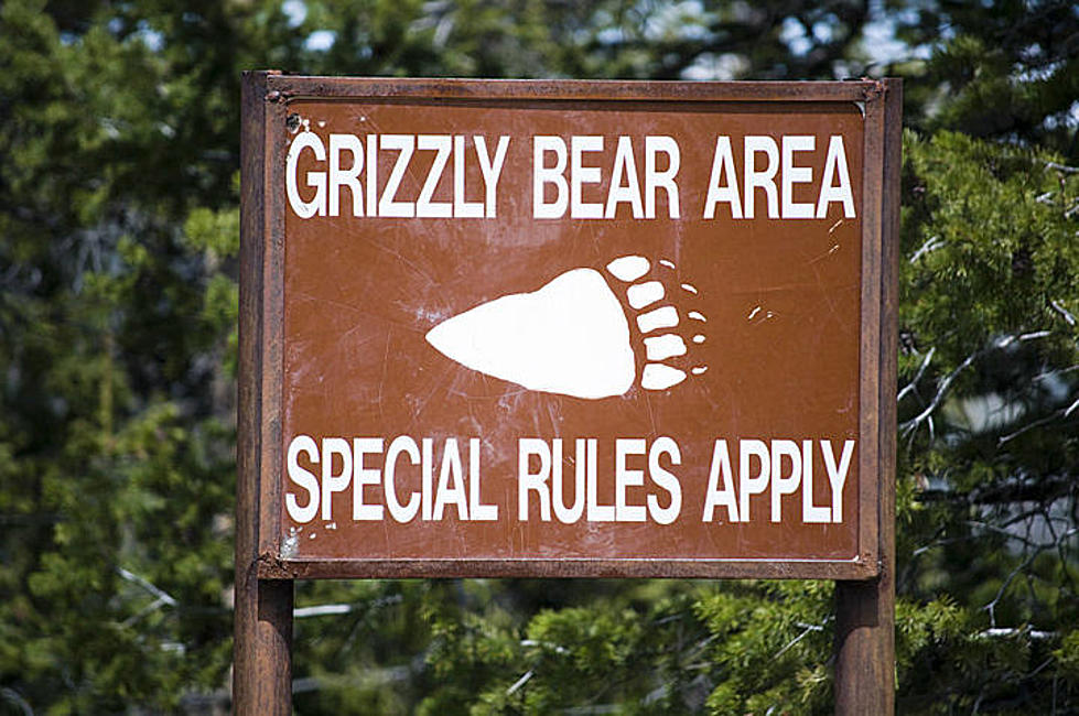Idaho Father &#038; Son Sentenced For Killing Grizzly Near Yellowstone