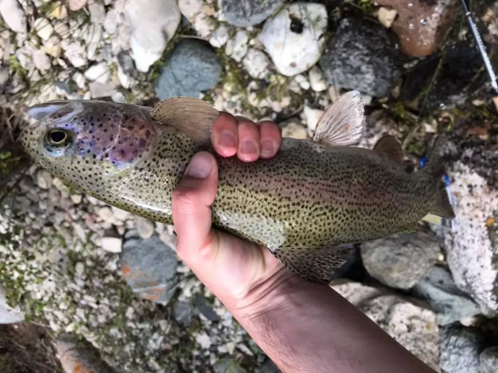 Yellowstone Biologists to Eliminate Non-Native Brook & Rainbow Trout in Gibbon River