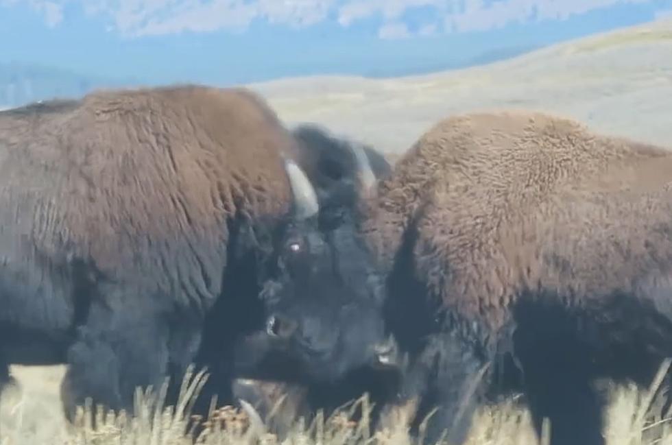WATCH: Bison Duke it Out Somewhere in Wyoming