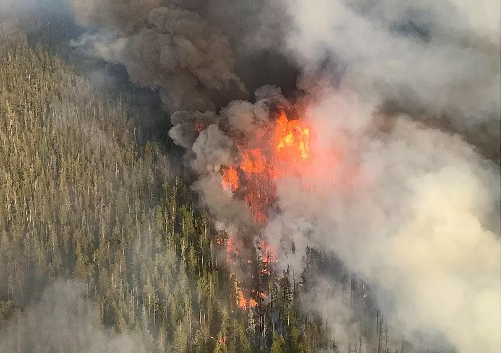 Lone Star Fire in Yellowstone Expected to Grow as Plants, Trees Dry Out
