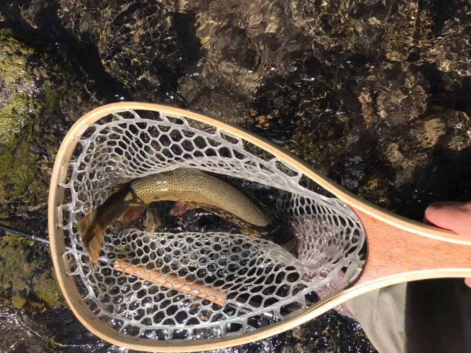 UPDATED: Invasive Smallmouth Bass Caught in Gardner River - Fly
