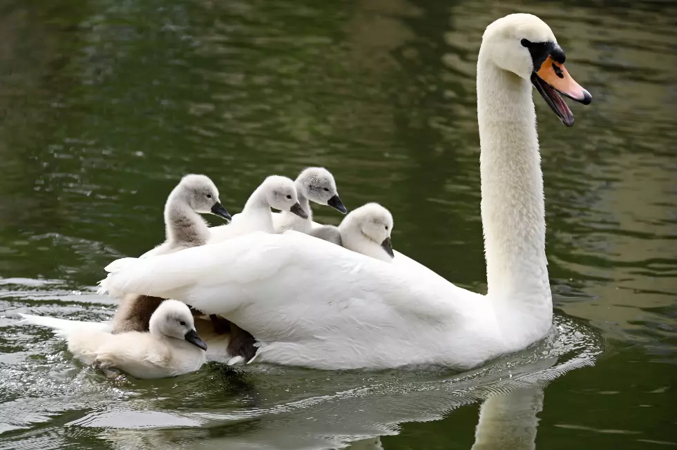 Young Trumpeter Swans Released in Yellowstone to Offset Population Decline