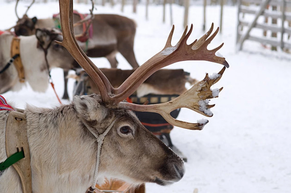 Santa’s Reindeer Usually are not Identified in Wyoming, But Other Deer Are