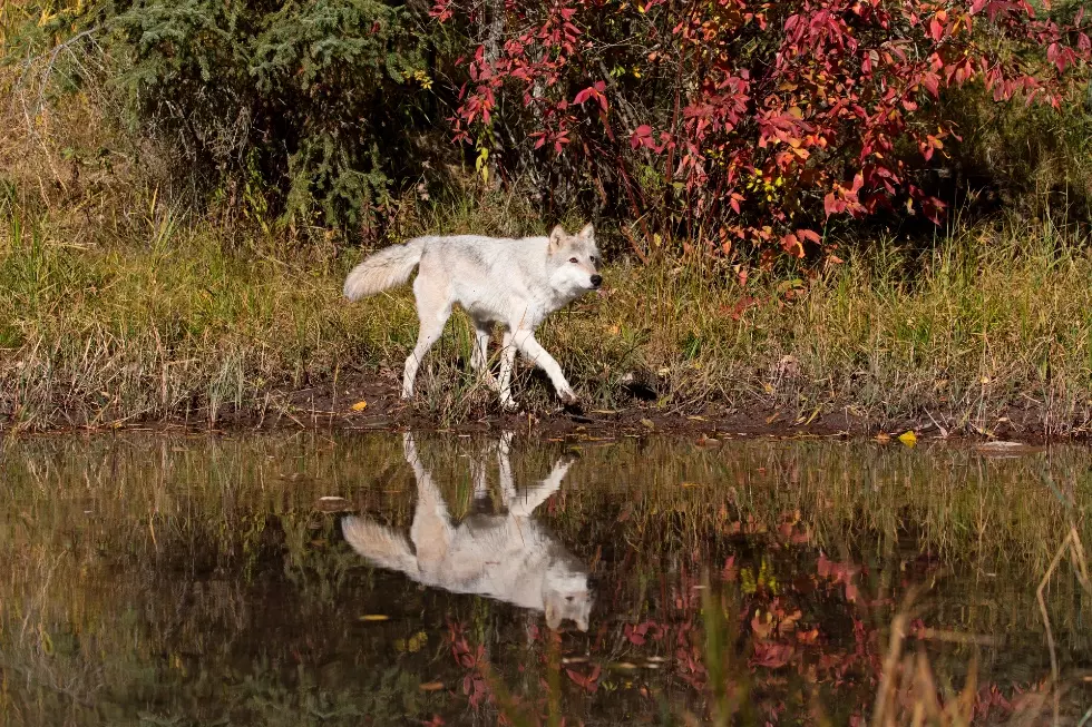 Groups Ask Court to Restore Protections for US Gray Wolves