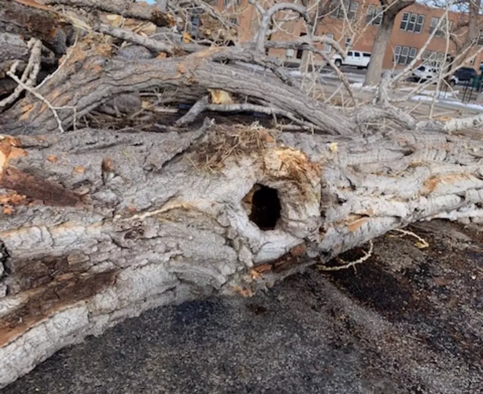 Casper Parks Division Removes Century-old Cottonwoods in City Park