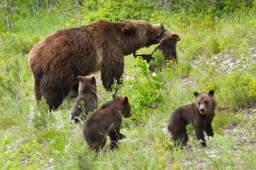 Biologists to Begin Grizzly Bear Captures for Research in Yellowstone National Park