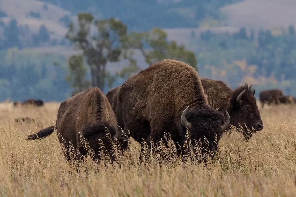 Native American Lawmakers Seek Federal Help on Montana Bison