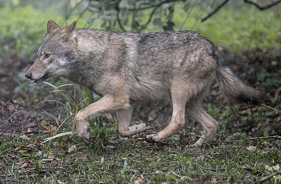 Two Montana Men Cited Over Helicopter Poaching of Wolves