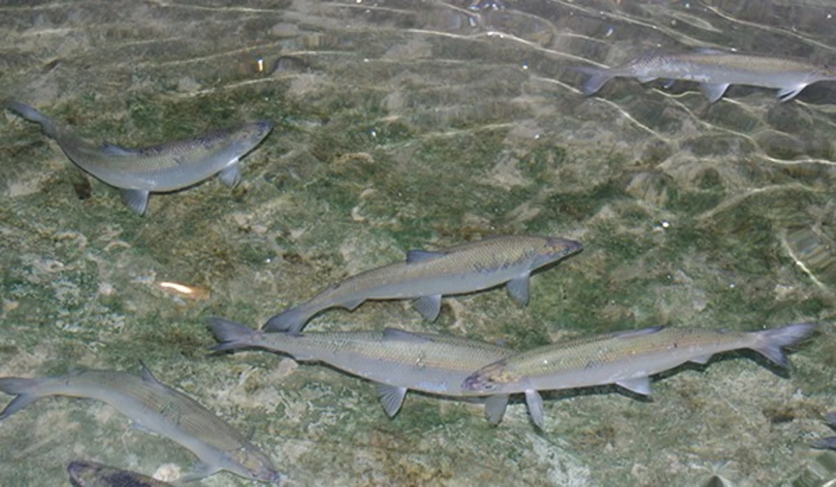 Yellowstone Officials Work to Remove Invasive Cisco Fish Species