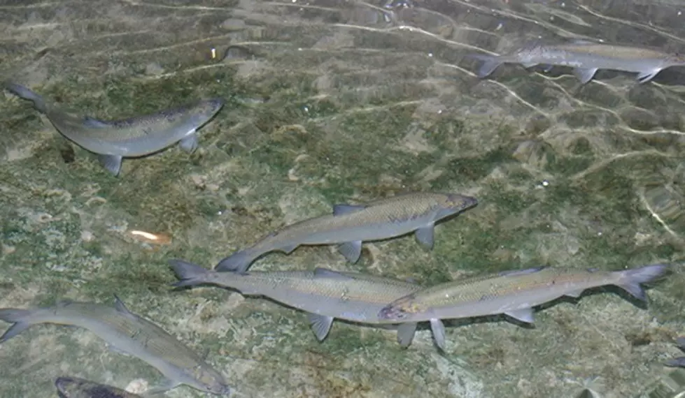 Yellowstone Officials Work to Remove Invasive Cisco Fish Species