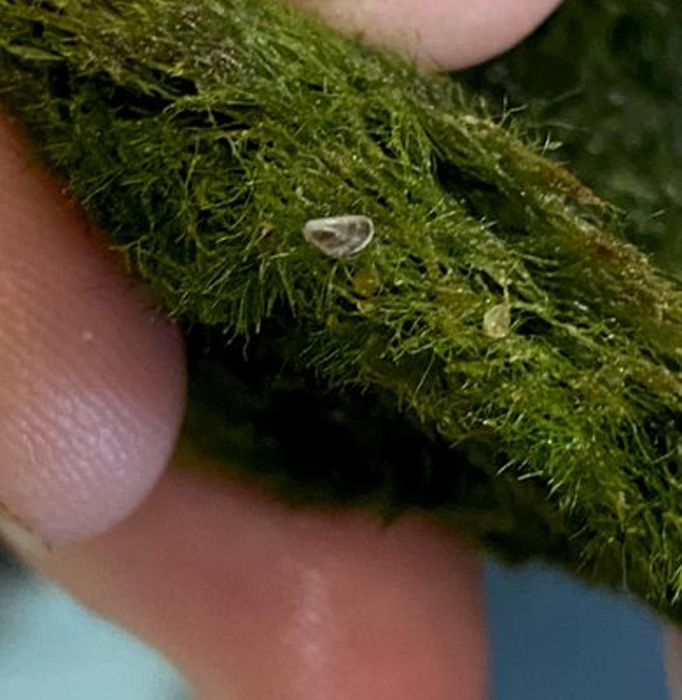 $1,200 Prize Offered in Wyoming for Turning in Moss Balls