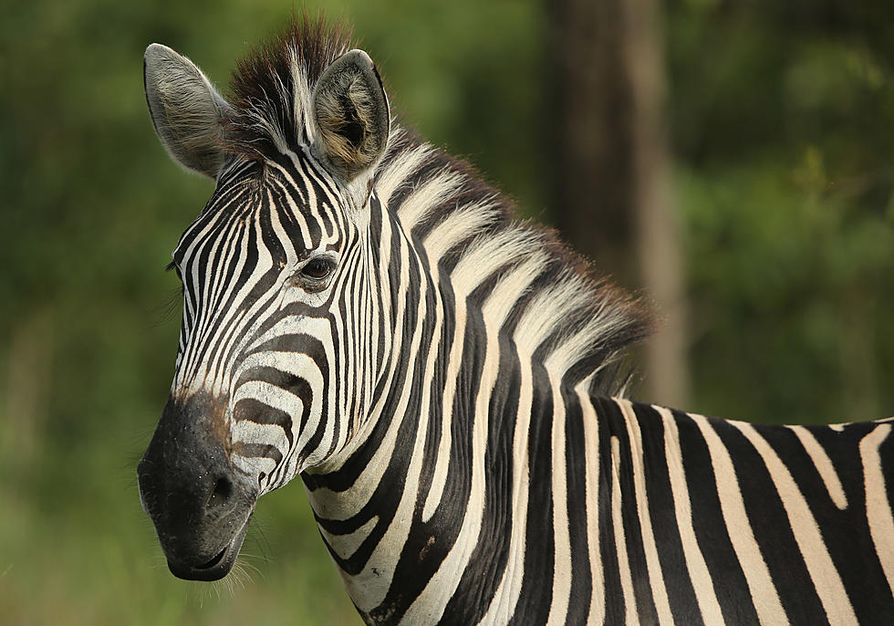 Law Enforcement Rescue Loose Zebra In Tennessee