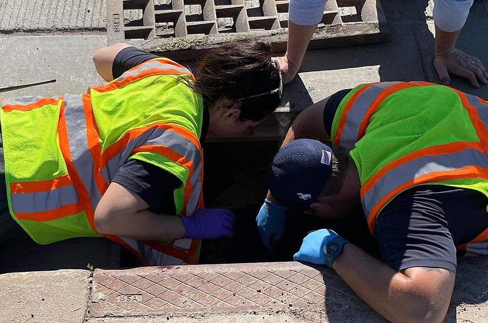 LOOK: Wyoming Firefighters Rescue Ducklings From Storm Drain