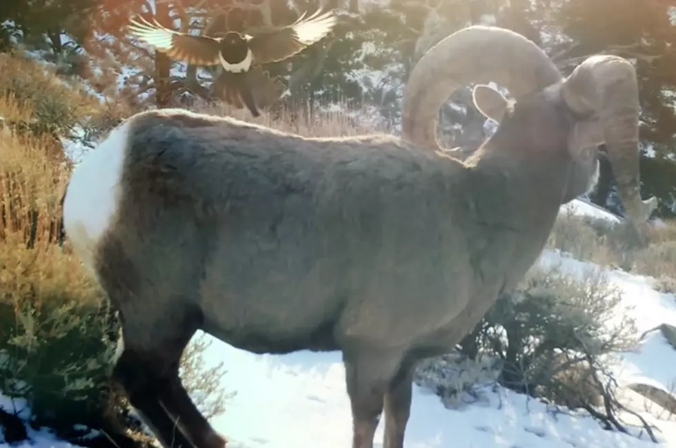 WATCH: Magpie Lands On Wyoming Bighorn Sheep & Eats Ticks