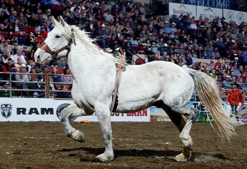 Buckin' Horse Extraordinaire Craig at Midnight Passes at 15