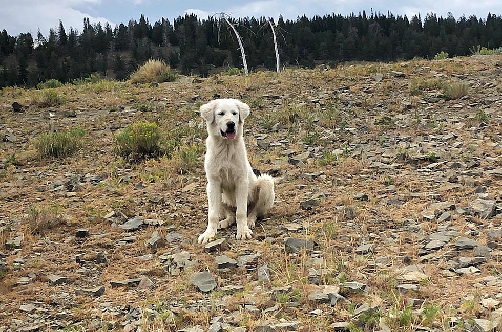 Lost Sheep Dog Found During Wyoming Wildfire