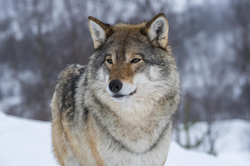 Cheney Says Wyoming, Not Washington, Should Decide if the Gray Wolf is an Endangered Species