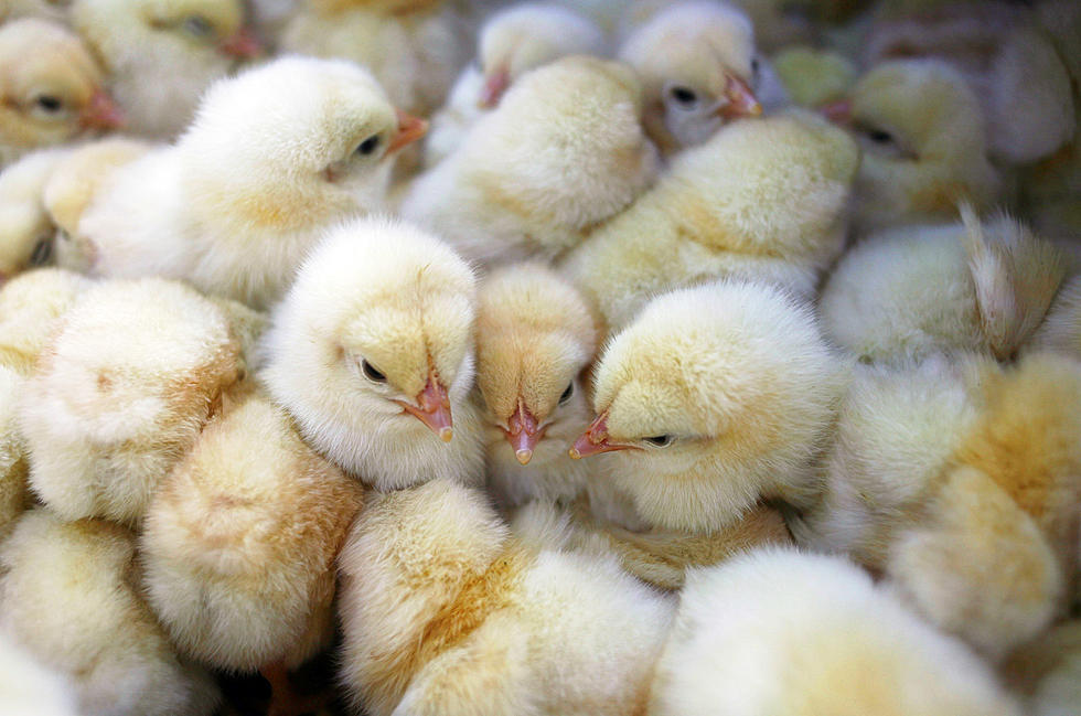 Wyoming Department of Health: ‘Chicks May Be Cute, But Can Spread Ugly Disease’