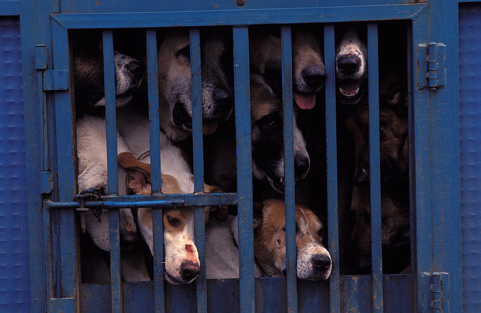 64 Dogs &#038; Other Animals Rescued From &#8216;Unsafe Conditions&#8217; of Wyoming Owner