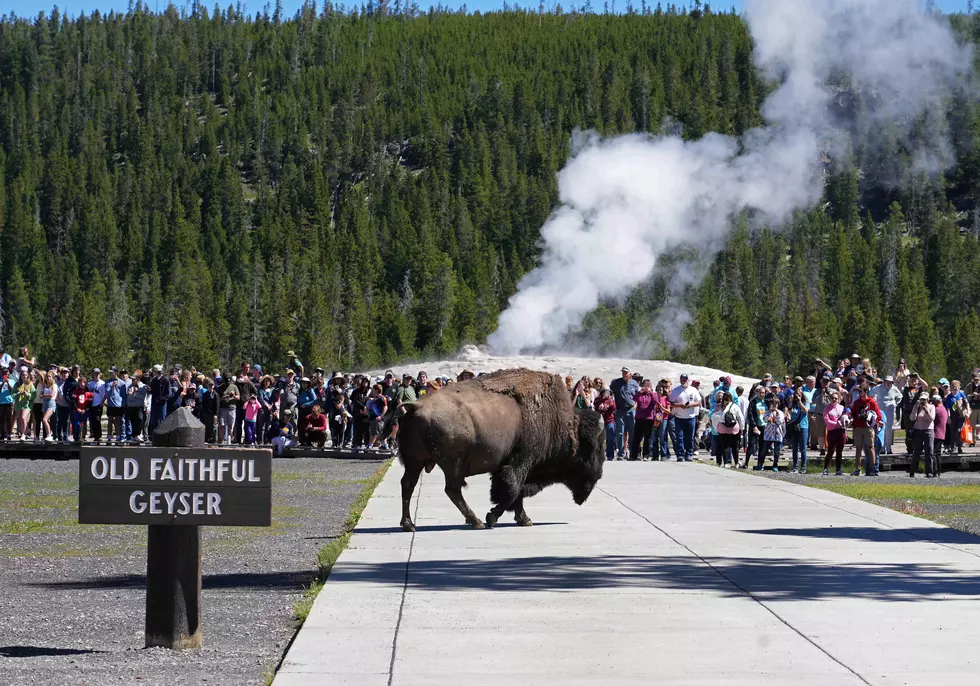 71-Year-Old Woman Gored By Bison in Yellowstone, Third One This Year