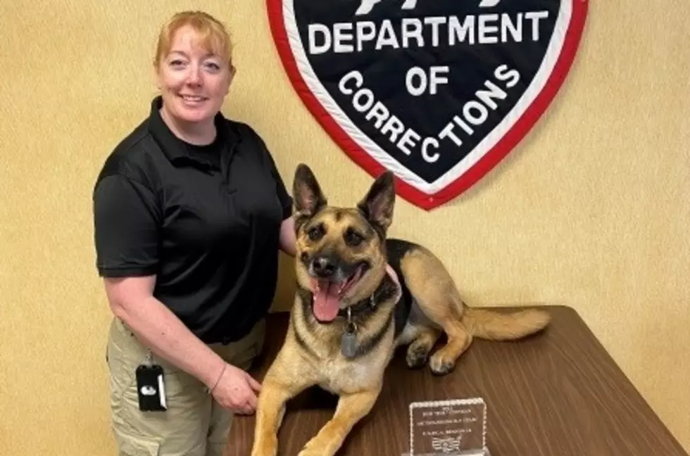 Good Boys: WDOC Doggos Place 1st and 3rd in Narcotics Detection Competition