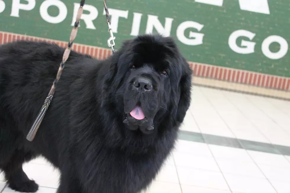 Central Wyoming Kennel Club