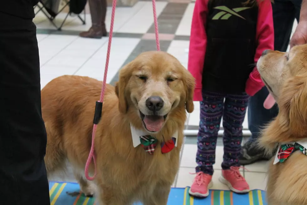 900+ dogs expected at the Central Wyoming Kennel Club Dog Show