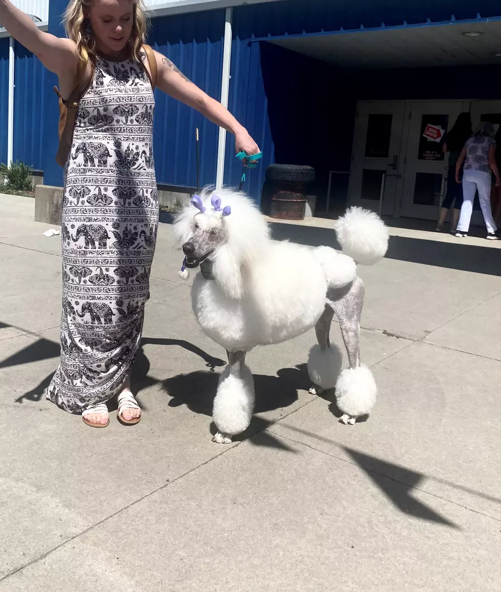 PHOTOS: Central Wyoming Kennel Club Dog Show