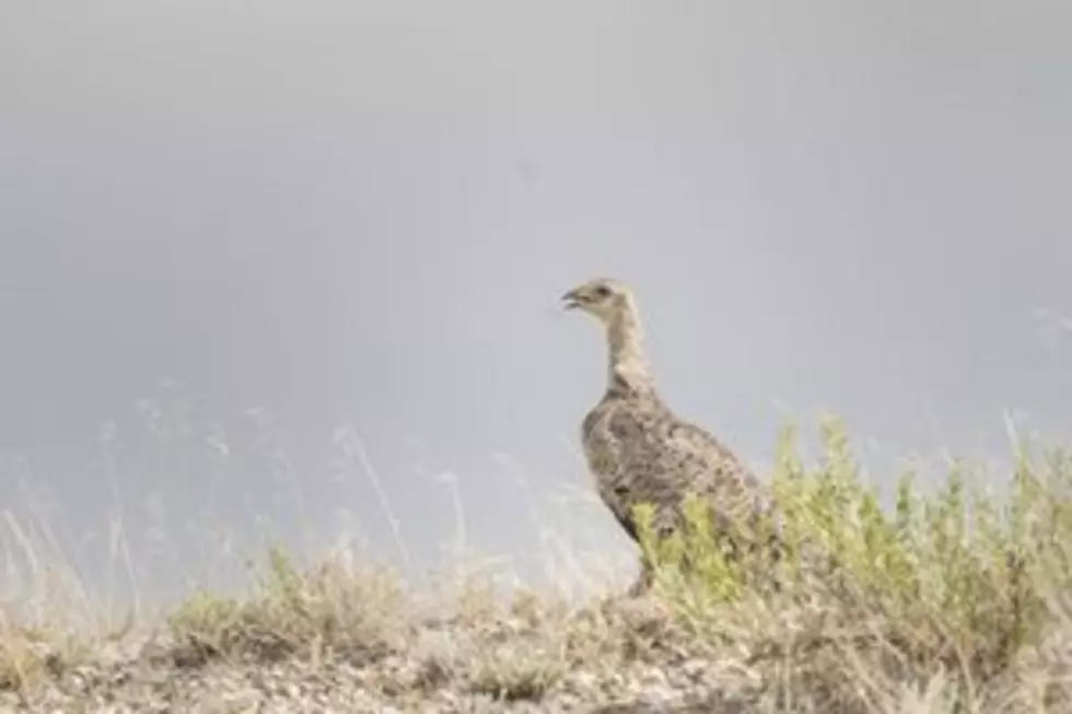 Wyoming Game and Fish asks public to report dead sage grouse