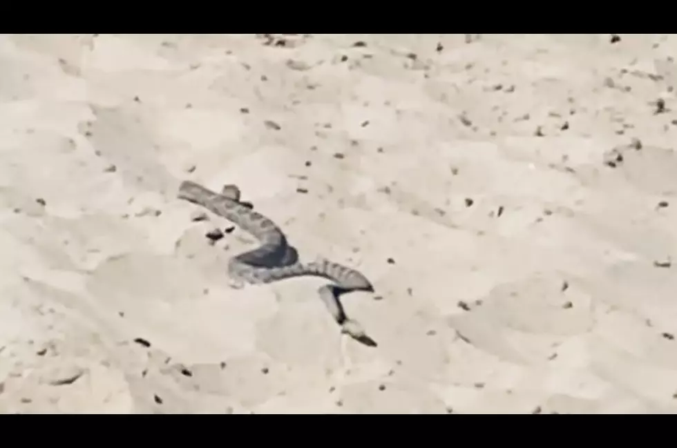 VIDEO: Rattlesnake Found on Sandy Beach, Came From the Water