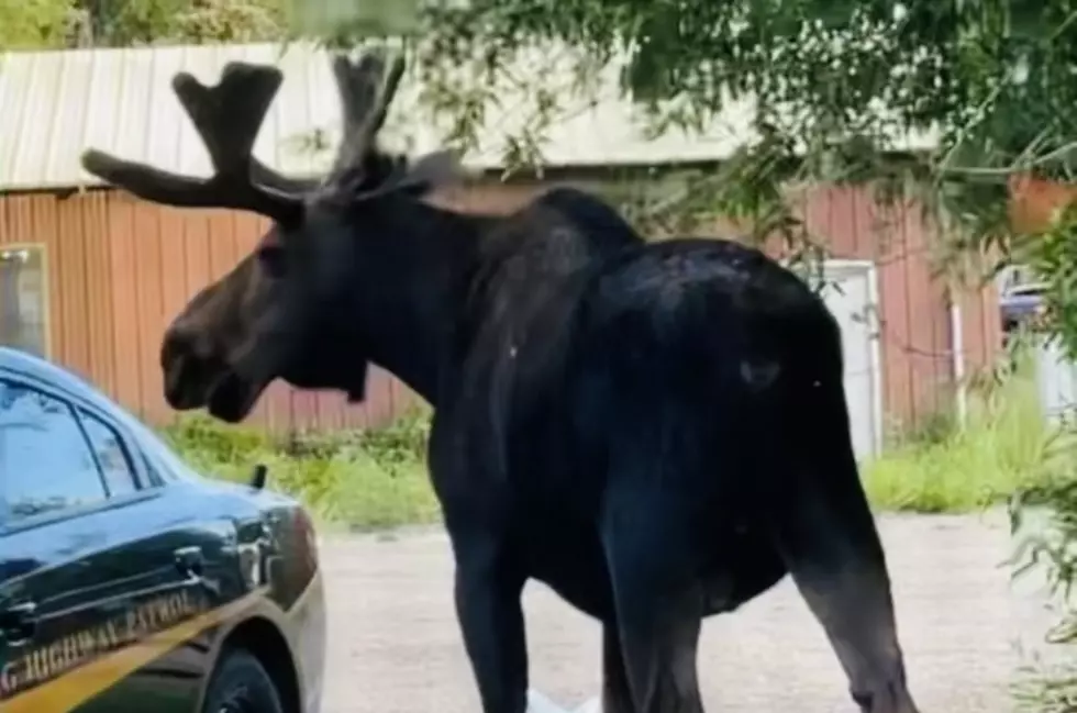 If You Give A Moose A Muffin: Wyoming Highway Patrolman Makes New Friend in Front Yard