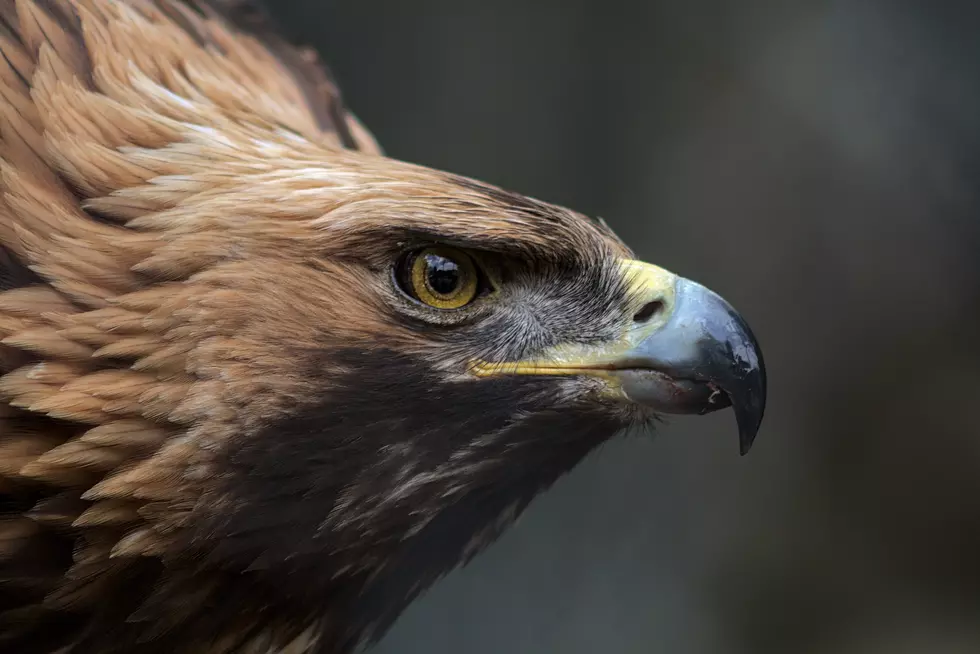 Wind energy boom and golden eagles collide in the US West