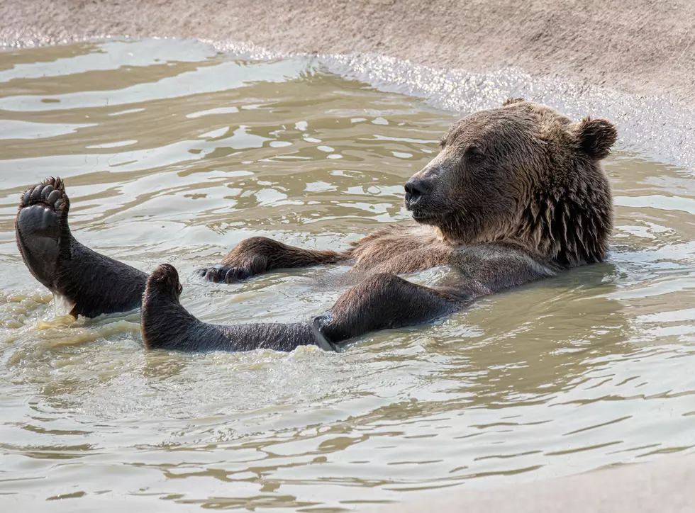 Grizzly bear captures begin next week in Yellowstone